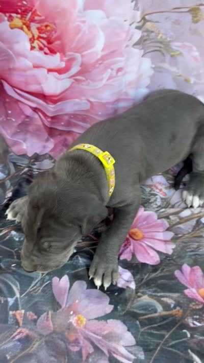 Yellow , a female Great Dane for sale in Webb City, MO – 9 of 9