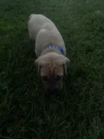 Royal blue, a male Great Dane for sale in Webb City, MO – 3 of 8
