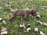 Lime green , a female Great Dane for sale in Webb City, MO – 8 of 10
