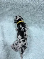 Yellow, a female Great Dane for sale in Webb City, MO – 9 of 10
