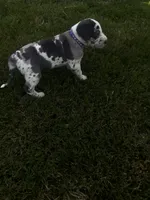 Purple collar, a female Great Dane for sale in Webb City, MO – 6 of 10