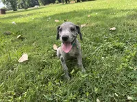 Teal, a female Great Dane for sale in Webb City, MO – 5 of 9