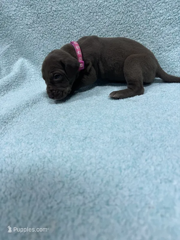 Pink collar  – Great Dane puppy for sale in Webb City, MO