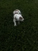 Green collar, a female Great Dane for sale in Webb City, MO – 5 of 8