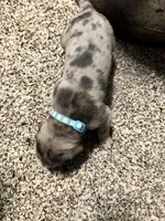 Turquoise , a male Great Dane for sale in Webb City, MO – 8 of 8