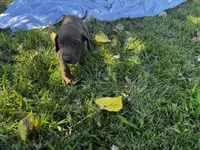 Pink, a female Great Dane for sale in Webb City, MO – 4 of 10
