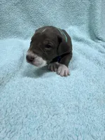Turquoise, a male Great Dane for sale in Webb City, MO – 2 of 10