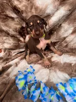 Green collar , a male Great Dane for sale in Webb City, MO – 1 of 10
