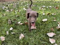 Lime green , a female Great Dane for sale in Webb City, MO – 6 of 10