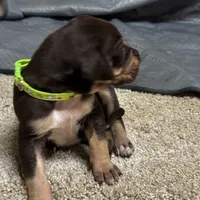 Green collar , a male Great Dane for sale in Webb City, MO – 5 of 10