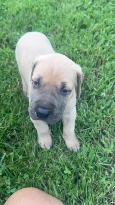 Royal blue, a male Great Dane for sale in Webb City, MO – 8 of 8