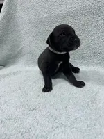 Gray collar , a male Great Dane for sale in Webb City, MO – 7 of 10