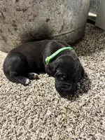 Green collar , a female Great Dane for sale in Webb City, MO – 10 of 10