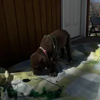 Pink collar , a female Great Dane for sale in Webb City, MO – Photo 5 of 9