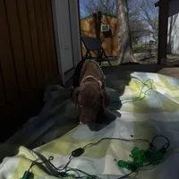 Pink collar , a female Great Dane for sale in Webb City, MO – Photo 9 of 9