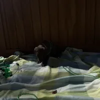 Pink collar , a female Great Dane for sale in Webb City, MO – Photo 8 of 9