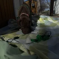 Pink collar , a female Great Dane for sale in Webb City, MO – Photo 2 of 9