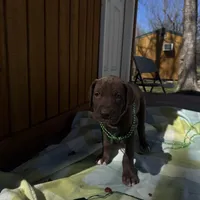 Pink collar , a female Great Dane for sale in Webb City, MO – Photo 4 of 9