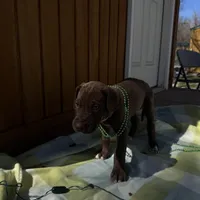 Pink collar , a female Great Dane for sale in Webb City, MO – Photo 3 of 9