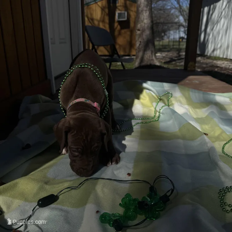 Pink collar  – Great Dane puppy for sale in Webb City, MO