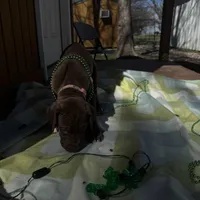 Pink collar , a female Great Dane for sale in Webb City, MO – Photo 1 of 9