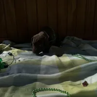 Pink collar , a female Great Dane for sale in Webb City, MO – Photo 7 of 9