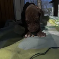 Pink collar , a female Great Dane for sale in Webb City, MO – Photo 6 of 9