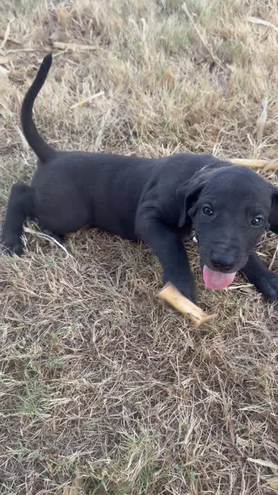 Gray collar , a male Great Dane for sale in Webb City, MO – 10 of 10