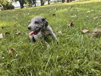 Teal, a female Great Dane for sale in Webb City, MO – 1 of 9
