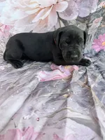 Red collar , a female Great Dane for sale in Webb City, MO – 4 of 6