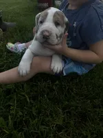Green collar, a female Great Dane for sale in Webb City, MO – 5 of 8