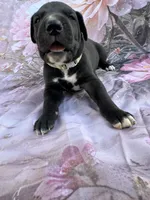 Gray collar 3 musketeers , a male Great Dane for sale in Webb City, MO – 3 of 10