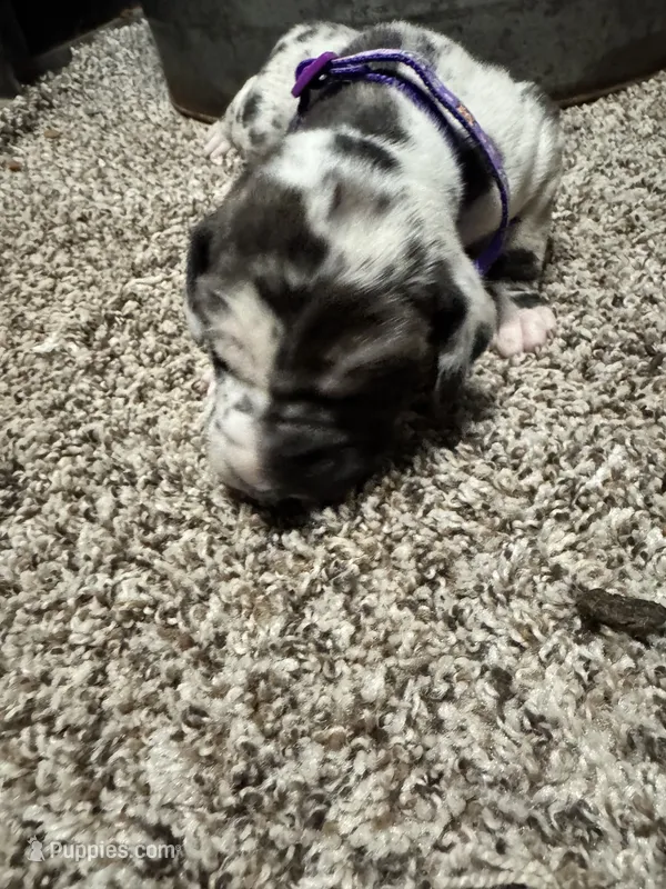 Purple collar / beautiful  – Great Dane puppy for sale in Webb City, MO