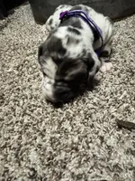 Purple collar / beautiful , a female Great Dane for sale in Webb City, MO – 1 of 7