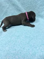 Pink collar , a female Great Dane for sale in Webb City, MO – 2 of 10