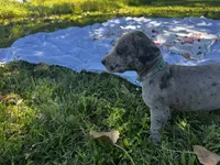 Teal, a female Great Dane for sale in Webb City, MO – 3 of 9