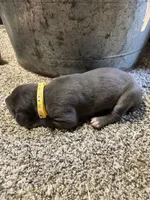 Yellow , a female Great Dane for sale in Webb City, MO – 5 of 9