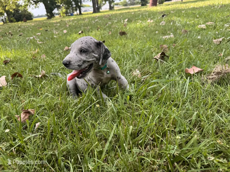 Red collar – Great Dane puppy for sale in Webb City, MO