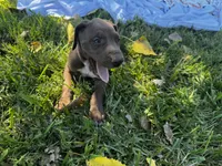 Pink, a female Great Dane for sale in Webb City, MO – 7 of 10