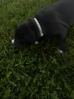 Gray collar, a male Great Dane for sale in Webb City, MO – 8 of 10