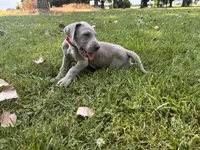 Red collar, a male Great Dane for sale in Webb City, MO – 7 of 8