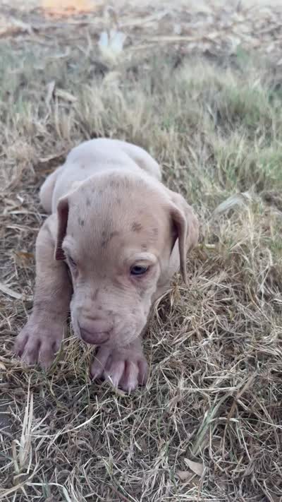 Lime green, a male Great Dane for sale in Webb City, MO – 3 of 10