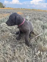Pink collar , a female Great Dane for sale in Webb City, MO – 8 of 10