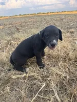Green, a female Great Dane for sale in Webb City, MO – 2 of 10