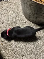 Red collar , a female Great Dane for sale in Webb City, MO – 3 of 6