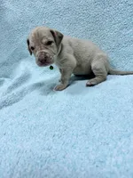 Green collar , a male Great Dane for sale in Webb City, MO – 6 of 9