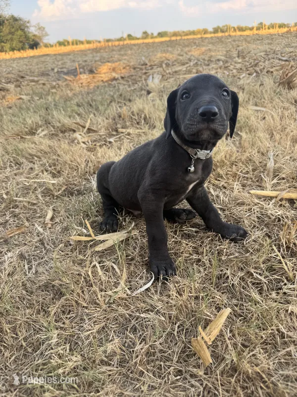 Gray collar  – Great Dane puppy for sale in Webb City, MO