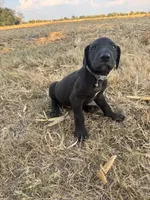 Gray collar , a male Great Dane for sale in Webb City, MO – 1 of 10