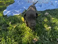 Pink, a female Great Dane for sale in Webb City, MO – 2 of 10