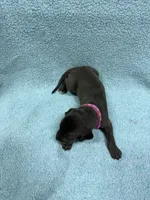 Pink collar , a female Great Dane for sale in Webb City, MO – 10 of 10